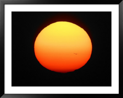 Silhouette Of Bird Flying In Front Of Sun Globe, Ft. Myers, Florida, Usa by Arthur Morris Pricing Limited Edition Print image