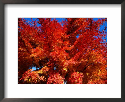 Red Autumn Foliage, Bellinzona, Switzerland by Martin Moos Pricing Limited Edition Print image