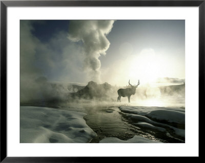 Sunrise Silhouette Of Elk At Castle Geyser, Yellowstone National Park, Wyoming, Usa by Jim Zuckerman Pricing Limited Edition Print image