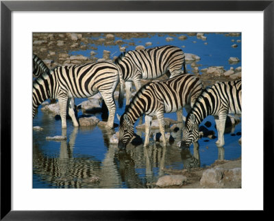 Zebras Drinking Water, Namibia by Juliet Coombe Pricing Limited Edition Print image