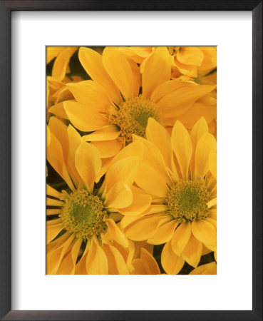 Chrysanthemum Flower Head by Don Grall Pricing Limited Edition Print image