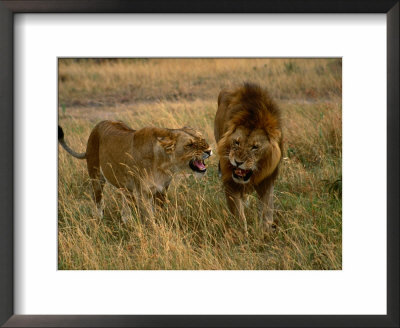 Lion And Lioness Growling At Each Other, Masai Mara National Reserve, Rift Valley, Kenya by Mitch Reardon Pricing Limited Edition Print image