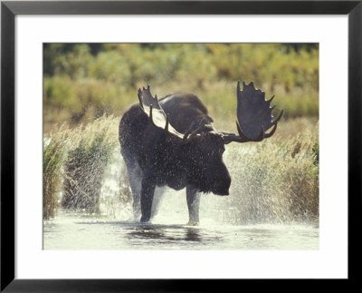 Moose Shower In Katmai National Park, Alaska, Usa by Howie Garber Pricing Limited Edition Print image