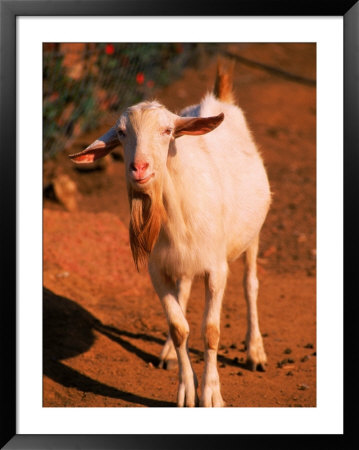 White Goat by Silvestre Machado Pricing Limited Edition Print image