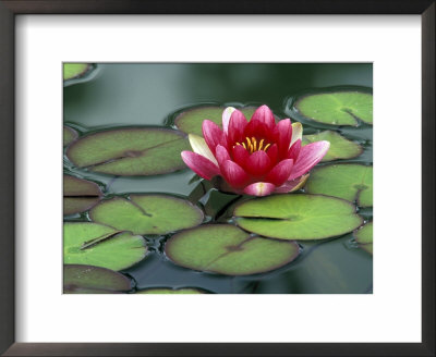 Water Lily And Pods At The Woodland Park Zoo Rose Garden, Washington, Usa by Jamie & Judy Wild Pricing Limited Edition Print image
