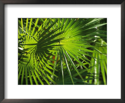 Close View Of A Palm Frond by Klaus Nigge Pricing Limited Edition Print image