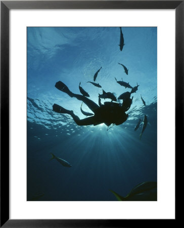 Fish Swim Around A Diver by Raul Touzon Pricing Limited Edition Print image