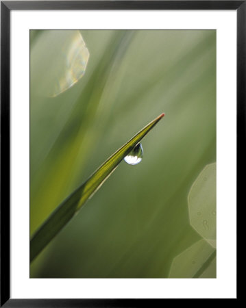 Blade Of Grass With Dewdrop by Nancy Rotenberg Pricing Limited Edition Print image