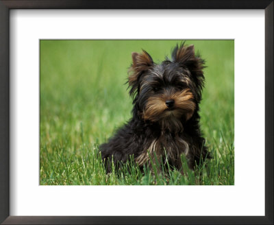 Yorkshire Terrier Puppy Sitting In Grass by Adriano Bacchella Pricing Limited Edition Print image