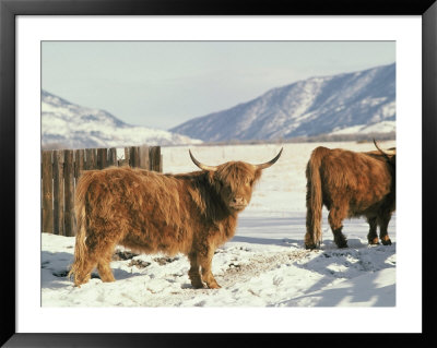 West Highland Cattle by Dick Durrance Pricing Limited Edition Print image