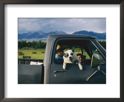A Dog Snarls At The Photographer by Joel Sartore Pricing Limited Edition Print image