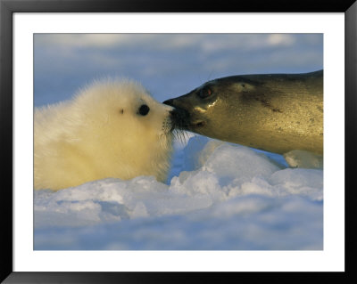 A Mother Harp Seal Sniffs Her Pup For Instant Recognition by Brian J. Skerry Pricing Limited Edition Print image