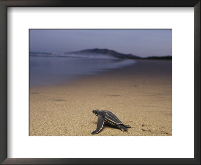 A Leatherback Turtle Heads Out To Sea by Steve Winter Pricing Limited Edition Print image