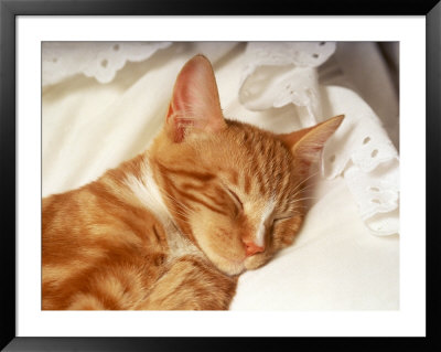 Orange Tabby Kitten Sleeping by Fredde Lieberman Pricing Limited Edition Print image