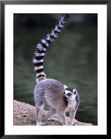 Ringtail Lemur, Lemur Catta by Mark Newman Pricing Limited Edition Print image