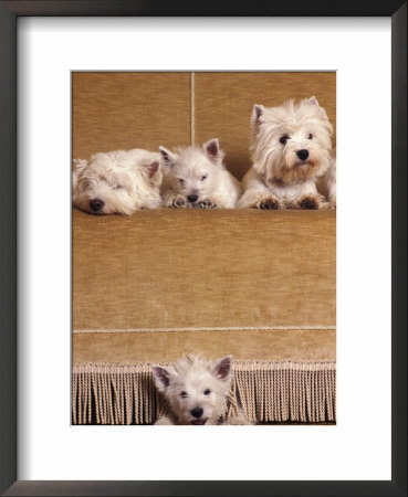 West Highland Terrier / Westie Family Sitting On Couch, One Peeping Our From Under The Couch by Adriano Bacchella Pricing Limited Edition Print image