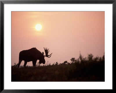 Moose Bull With Antlers Silhouetted At Sunset, Smoke Of Wildfires, Denali National Park, Alaska by Steve Kazlowski Pricing Limited Edition Print image