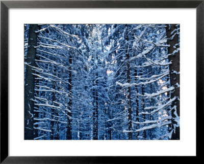 Snow Covered Pine Trees In Demanovska Valley Forest, Low Tatra Mountains, Slovakia by Richard Nebesky Pricing Limited Edition Print image