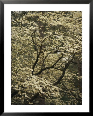 Delicate White Blossoms Fill A Dogwood Tree In The Spring by Raymond Gehman Pricing Limited Edition Print image