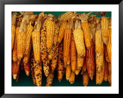 Drying Seed Corn,Francisco Morazan, Honduras by Jeffrey Becom Pricing Limited Edition Print image