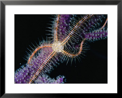 Brittle Star On A Gorgonian, Belize, Belize by Mark Webster Pricing Limited Edition Print image