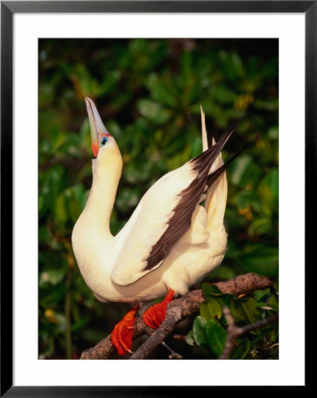 Red-Footed Booby (Sula Sula) In The Mangroves On Lighthouse Reef, Belize by Ralph Lee Hopkins Pricing Limited Edition Print image