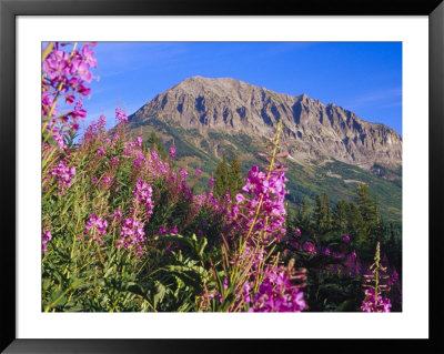 Fireweed And Mt. Gothic Near Crested Butte, Colorado, Usa by Julie Eggers Pricing Limited Edition Print image