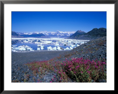 Dwarf Fireweed On A Moraine And Icebergs Of Columbia Bay, Prince William Sound, Alaska, Usa by Hugh Rose Pricing Limited Edition Print image