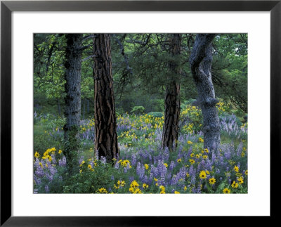 Balsam Root And Lupine Among Pacific Ponderosa Pine, Rowena, Oregon, Usa by Jamie & Judy Wild Pricing Limited Edition Print image