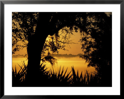 Palms And Oak Along Chimney Creek, Savannah, Georgia, Usa by Joanne Wells Pricing Limited Edition Print image