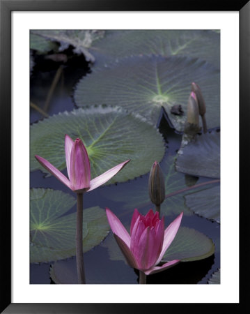 Vietnamese Lily Flower, Vietnam by Keren Su Pricing Limited Edition Print image