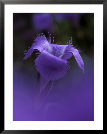 Fringed Gentian, Holly, Michigan, Usa by Claudia Adams Pricing Limited Edition Print image