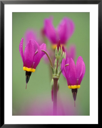 Shooting Star In Columbia Gorge, Oregon, Usa by Darrell Gulin Pricing Limited Edition Print image
