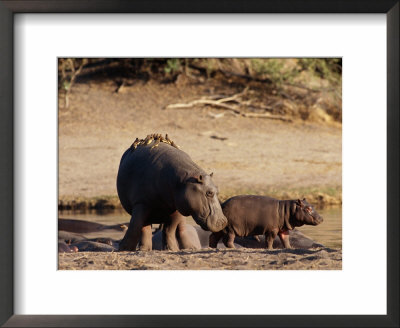 A Female Hippopotamus And Her Youngster Hang Out At The Edge Of A Pool by Beverly Joubert Pricing Limited Edition Print image