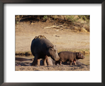 A Female Hippopotamus And Her Youngster Hang Out At The Edge Of A Pool by Beverly Joubert Pricing Limited Edition Print image