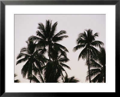A Contrasty View Of Silhouetted Palm Trees by Wolcott Henry Pricing Limited Edition Print image