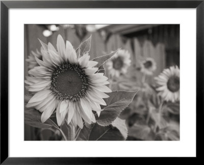 A Black And White Photograph Of A Sunflower by Stacy Gold Pricing Limited Edition Print image