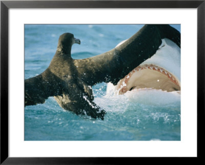 A Tiger Shark Feeds On A Young Albatross by Bill Curtsinger Pricing Limited Edition Print image
