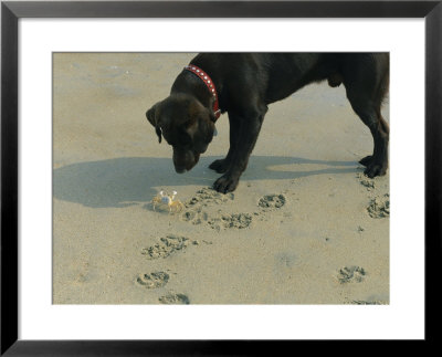 Crab Threatens A Curious Dog On The Beach Near Duck by Stephen Alvarez Pricing Limited Edition Print image