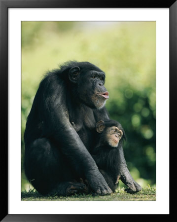 A Captive Female Chimpanzee With Its Infant by Roy Toft Pricing Limited Edition Print image