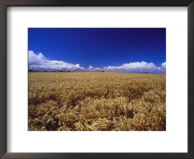 A Wheat Field At Bool Lagoon by Jason Edwards Pricing Limited Edition Print image
