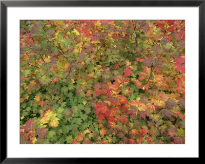 Close-Up Of Bright Yellow Golden Fall Leaves by Roy Toft Pricing Limited Edition Print image