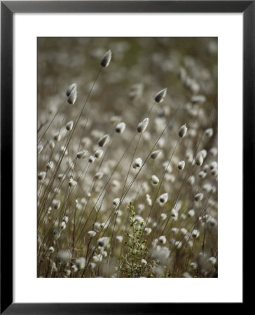 A Close View Of Coastal Grass Seedlings by Jason Edwards Pricing Limited Edition Print image