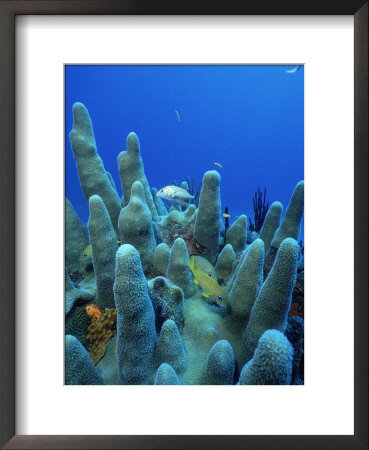 Pillar Coral, Puerto Rico by Timothy O'keefe Pricing Limited Edition Print image