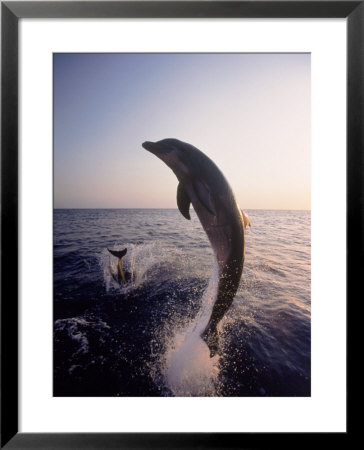 Dolphins Jumping In The Ocean by Stuart Westmoreland Pricing Limited Edition Print image