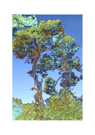 Fort Bragg Trees by Chip Scarborough Pricing Limited Edition Print image