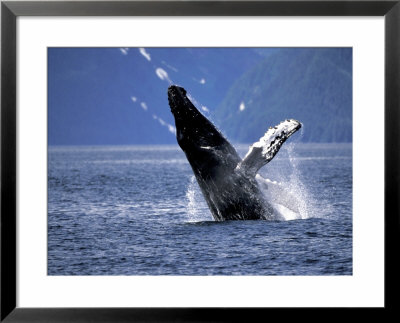 Humpback Whale Breaching, Inside Passage, Alaska, Usa by Stuart Westmoreland Pricing Limited Edition Print image