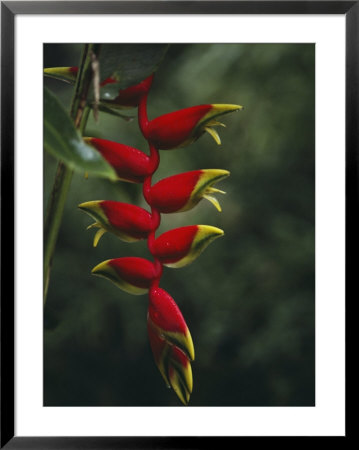 Close View Of The Blossoms Of A Heliconia Bird Of Paradise Plant by Jodi Cobb Pricing Limited Edition Print image