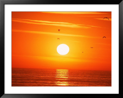Birds Flying At Sunset, Playa Del Rey, Ca by Harvey Schwartz Pricing Limited Edition Print image