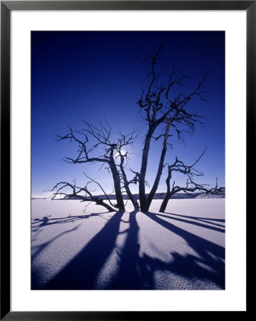 Tree In Ice, Lake Pueblo, Co by Jim Wark Pricing Limited Edition Print image